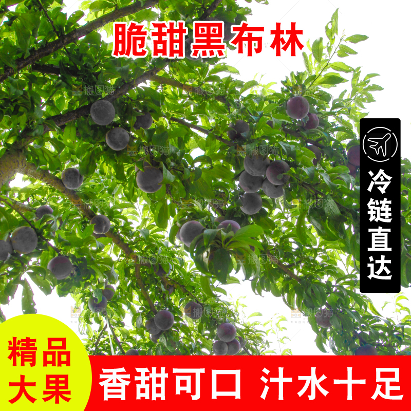 树上挂着黑布李