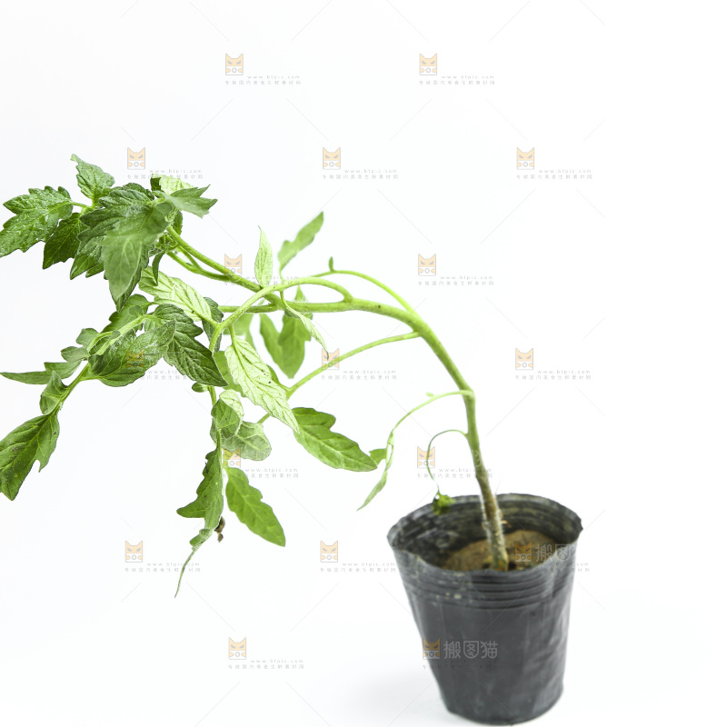 白底上放着番茄苗