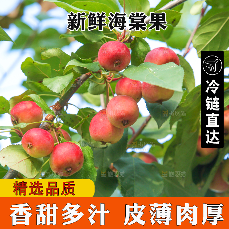 树上挂着海棠果