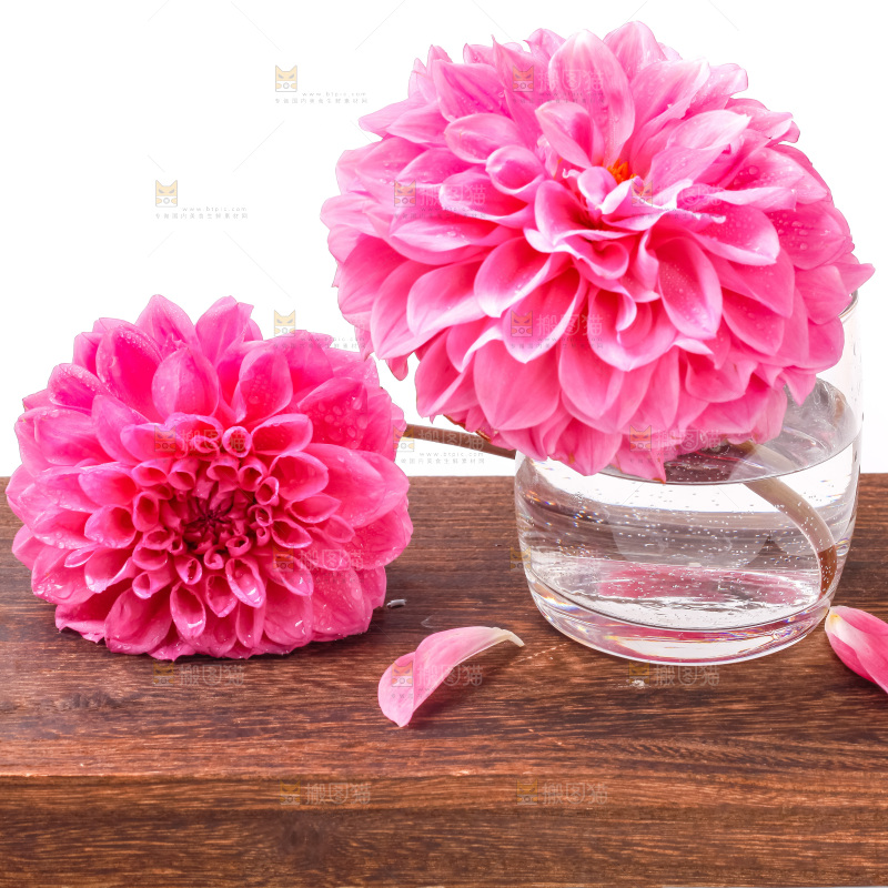 杯子里插着大丽花