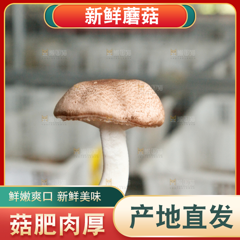 手里拿着蘑菇