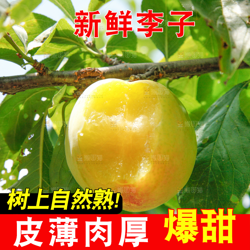 树上的李子