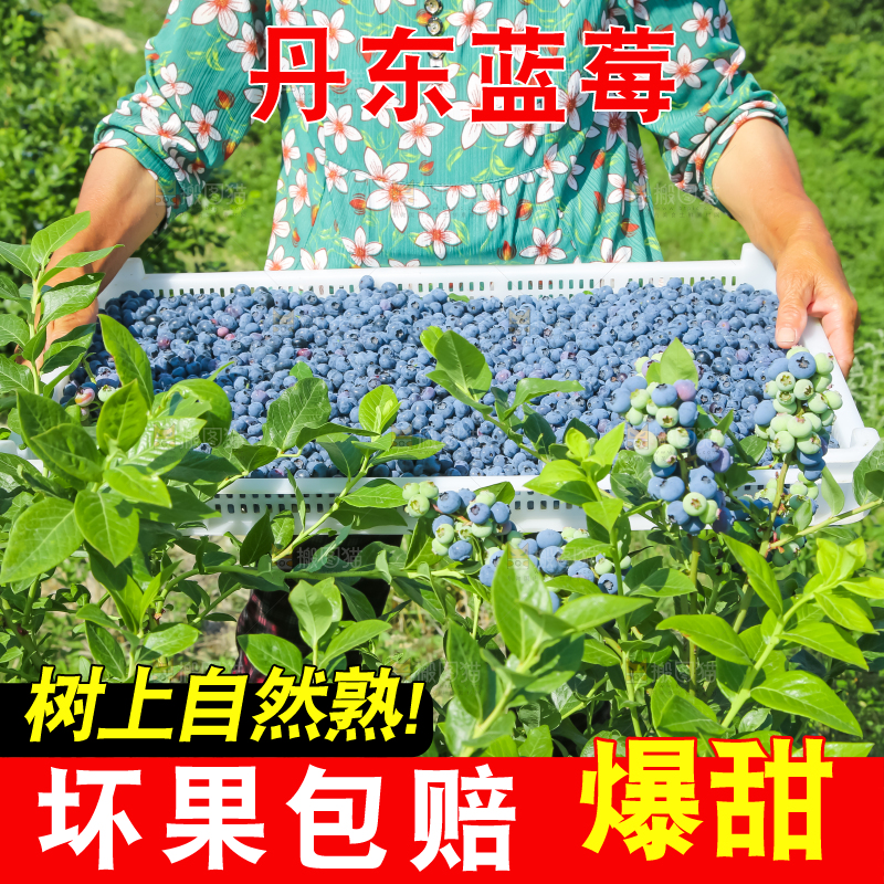 农民正在采摘蓝莓