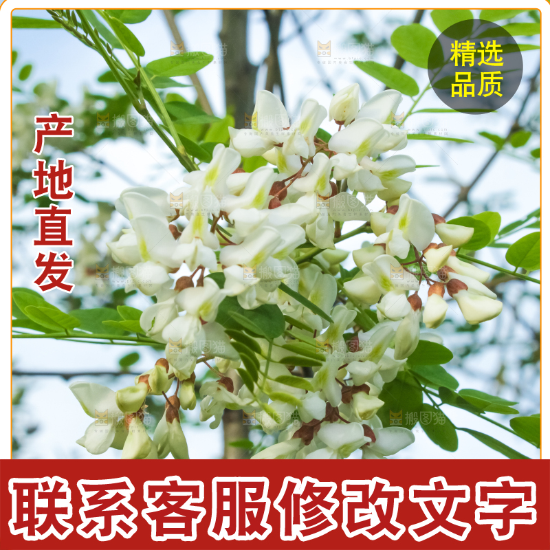 槐树槐花
