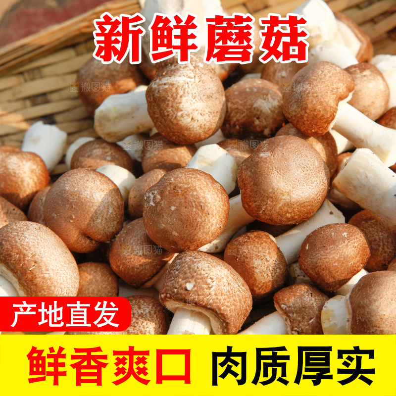 篮子里的小蘑菇