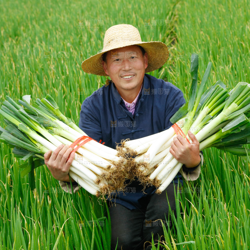 农民手里拿着大葱