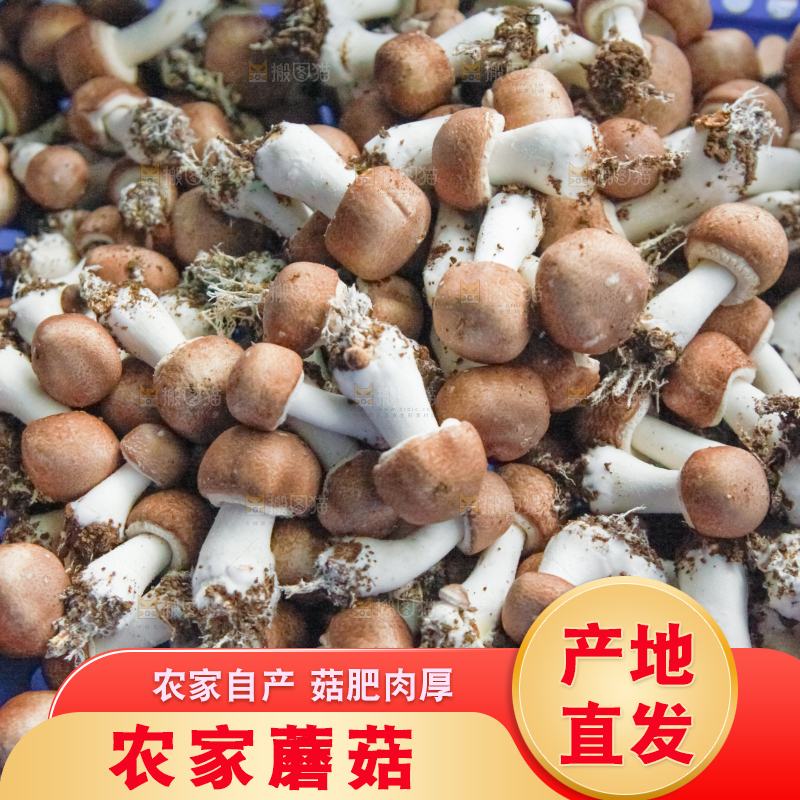框子里装着小蘑菇