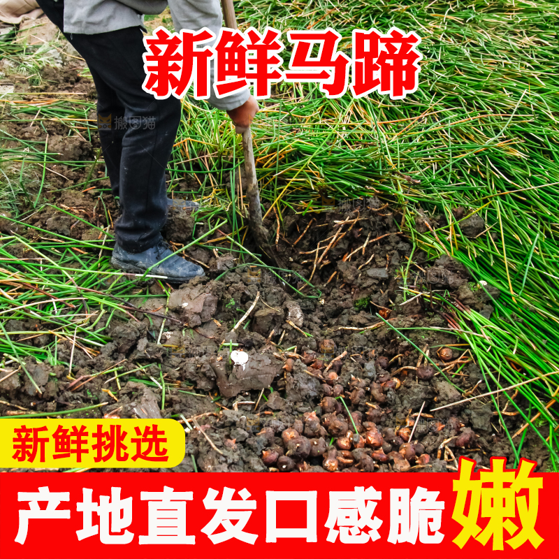 农民正在挖马蹄