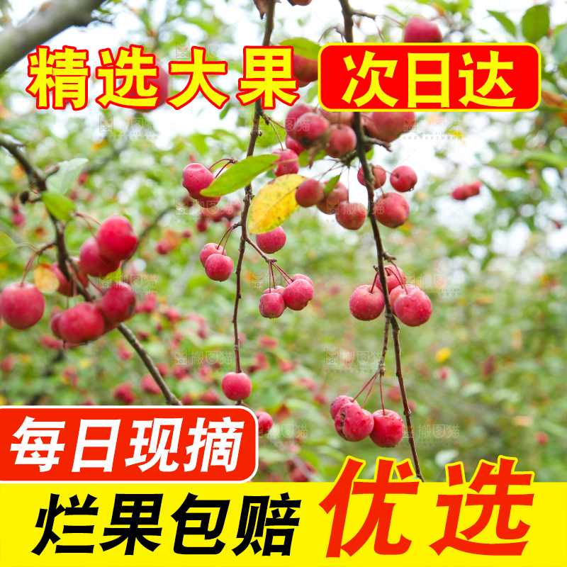 树上挂着海棠果