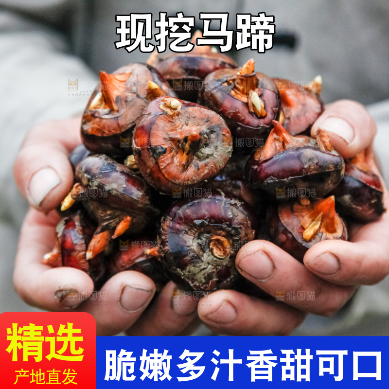 农民手里捧着新鲜马蹄