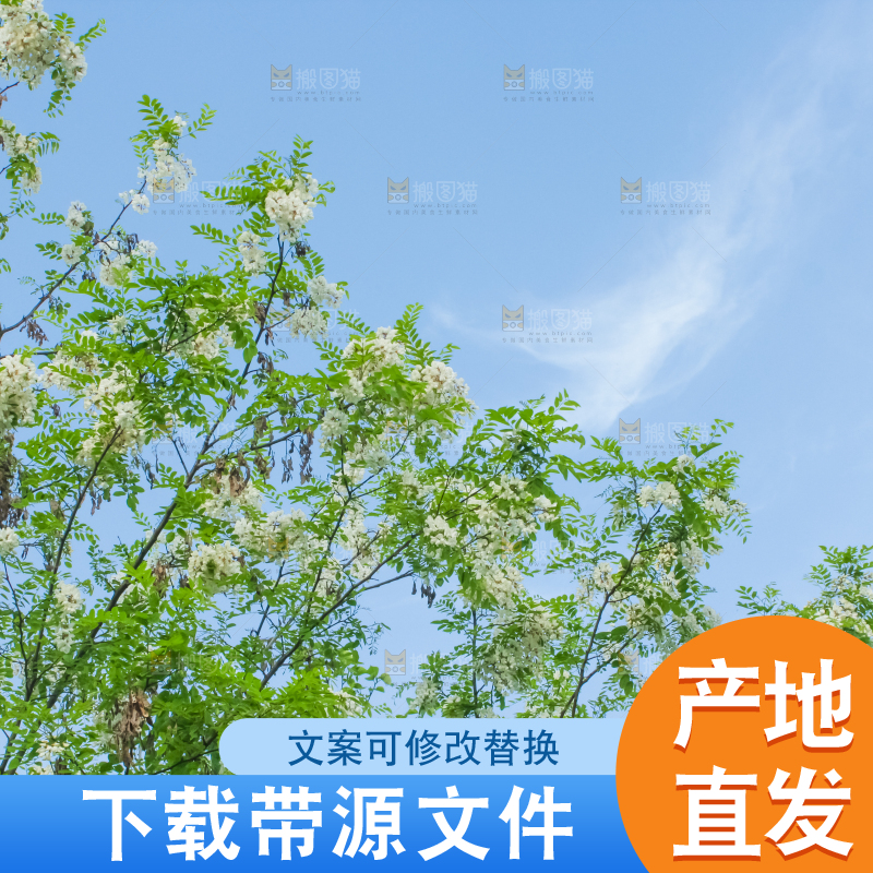 槐树槐花