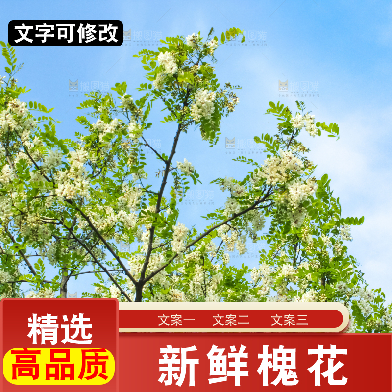 槐树槐花