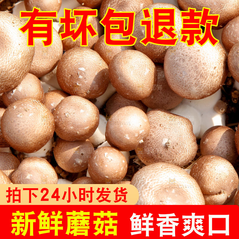 篮子里装着香菇