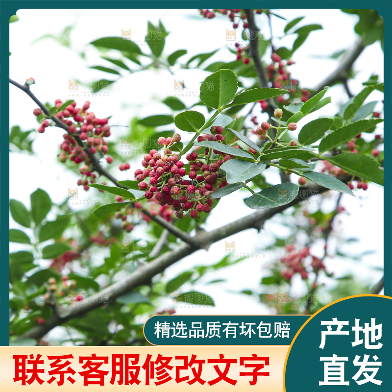 树上的花椒
