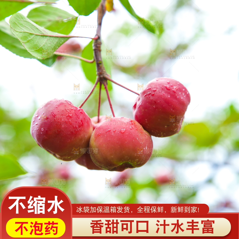 树上挂着海棠果