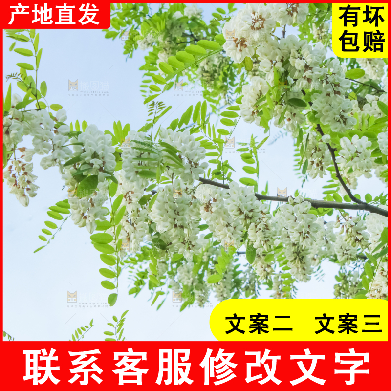 槐树槐花