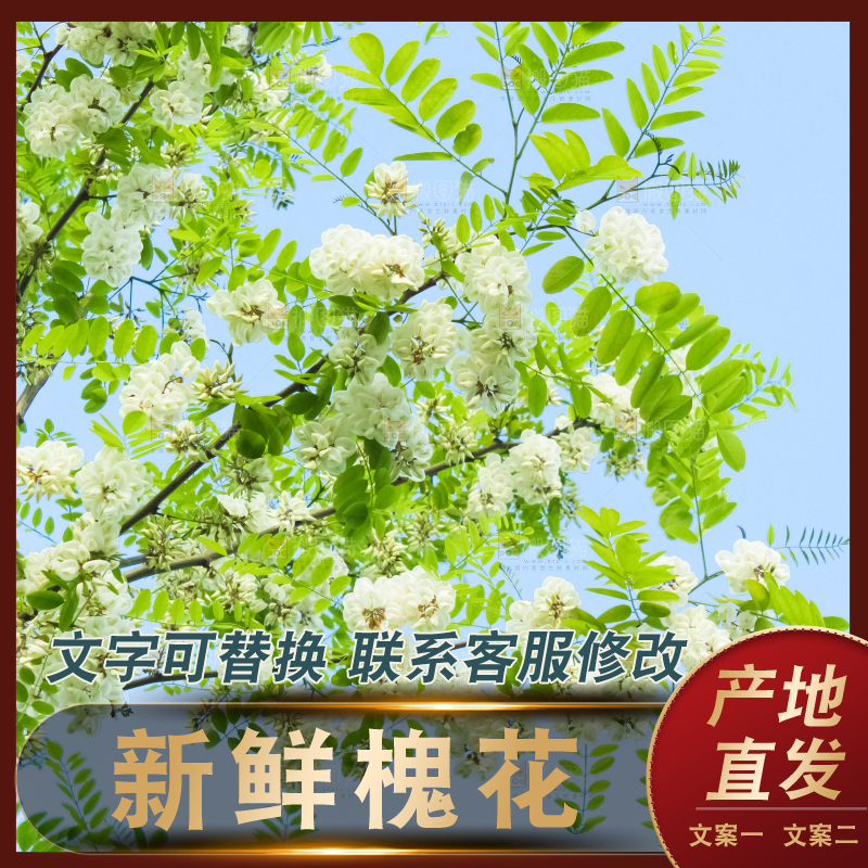 槐树槐花