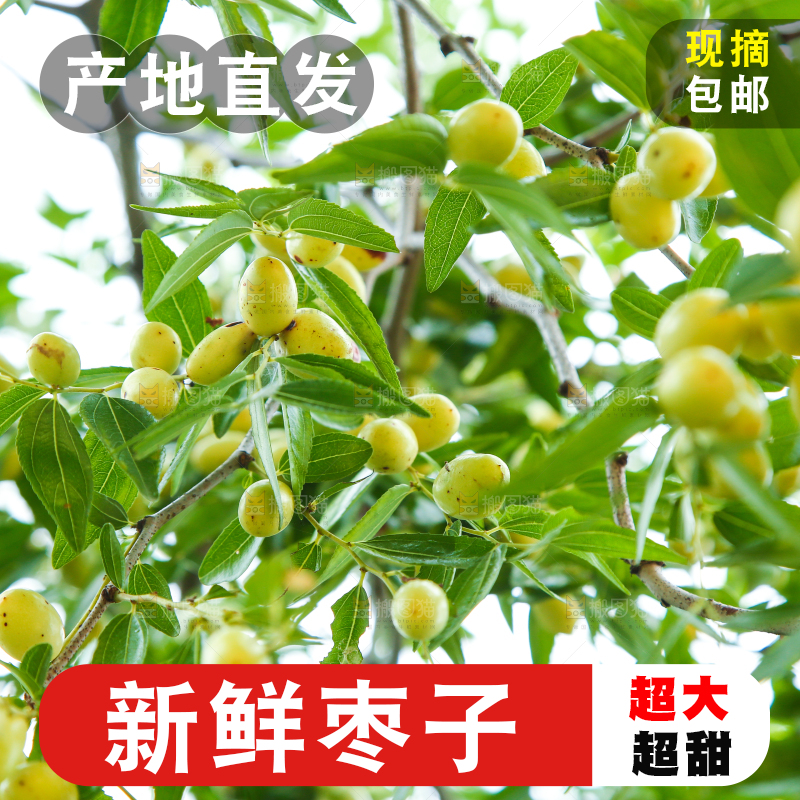 树上的枣子