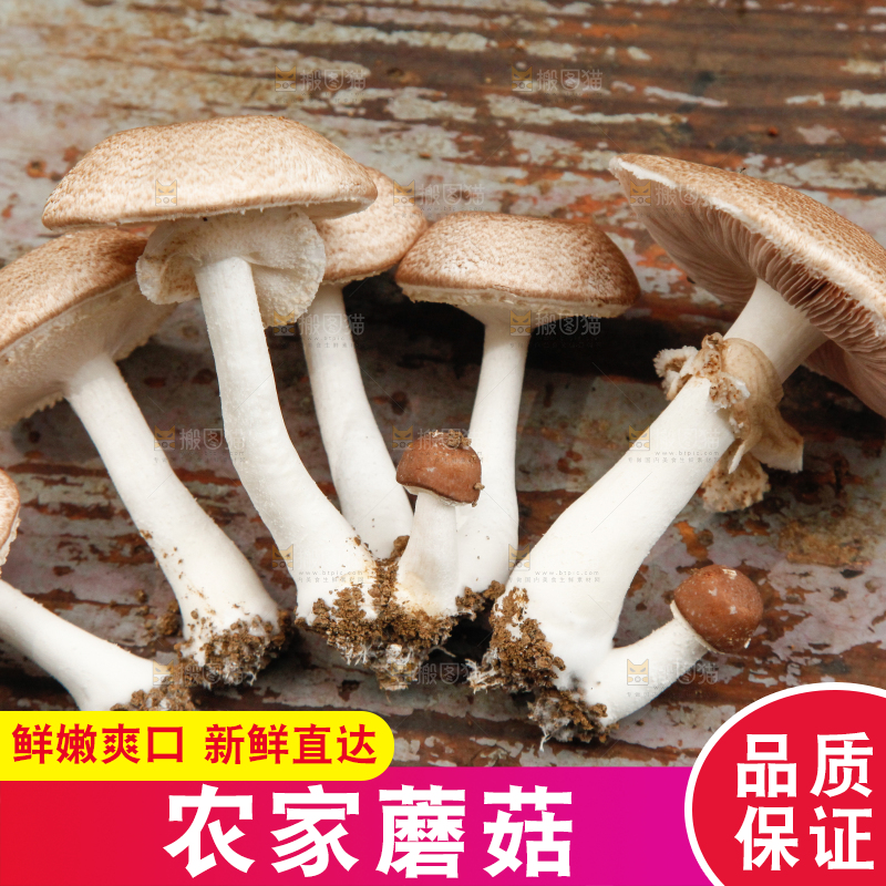 桌子上放着蘑菇