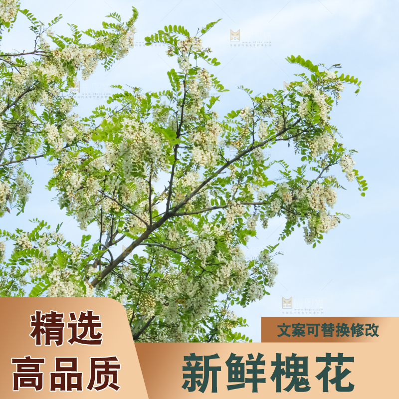 槐树槐花