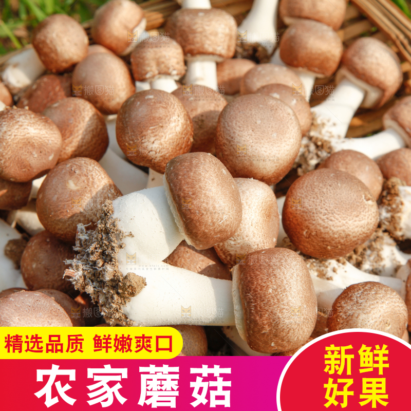 篮子里装着香菇
