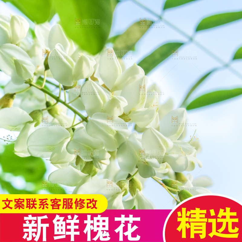 槐树槐花