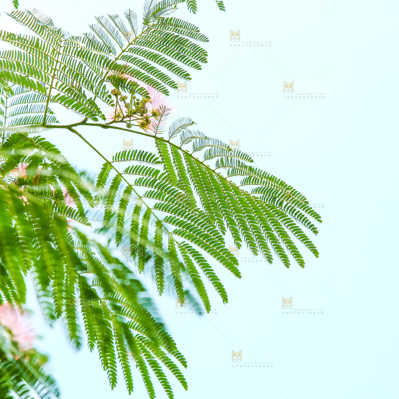 合欢树绿植