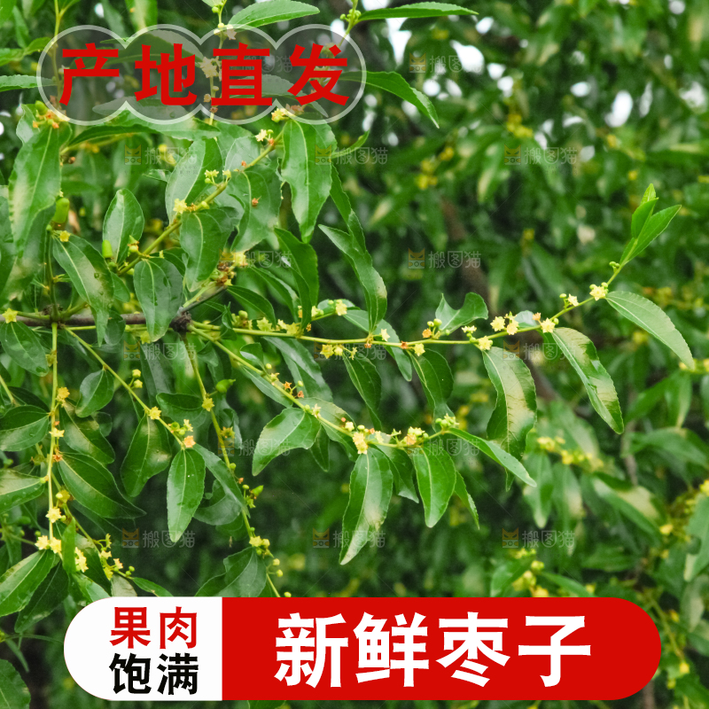 一颗枣子树