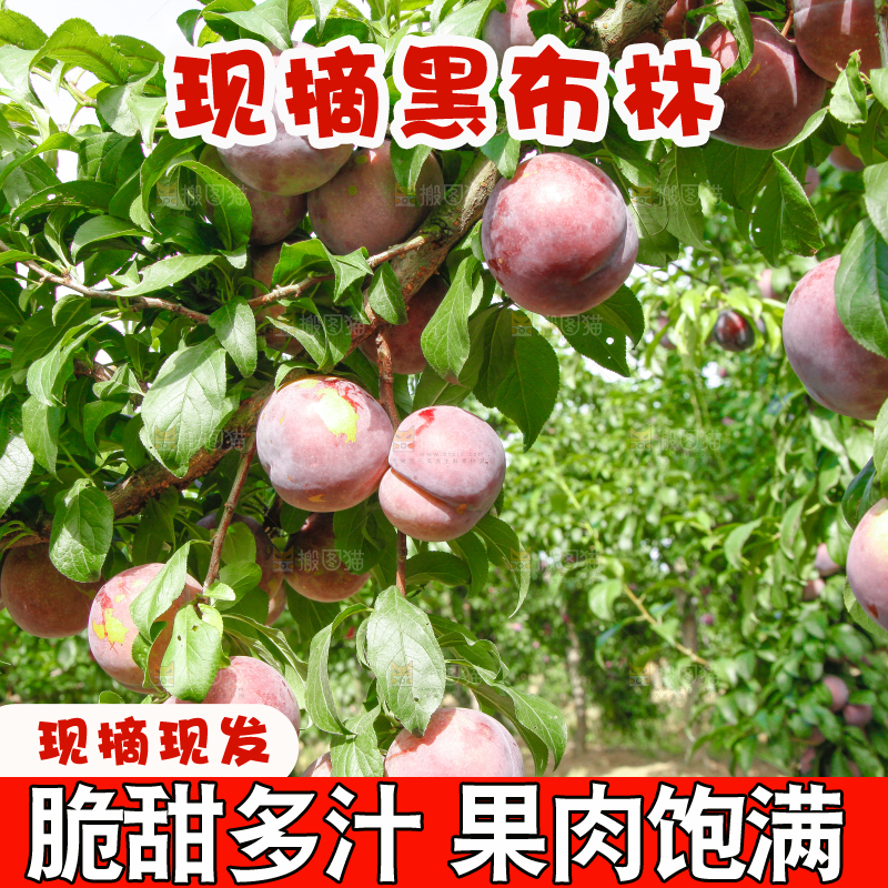 树上挂着黑布李
