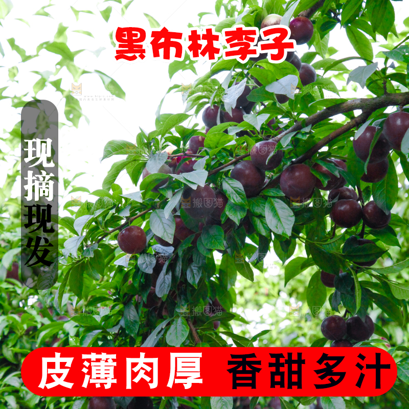 树上挂着黑布李