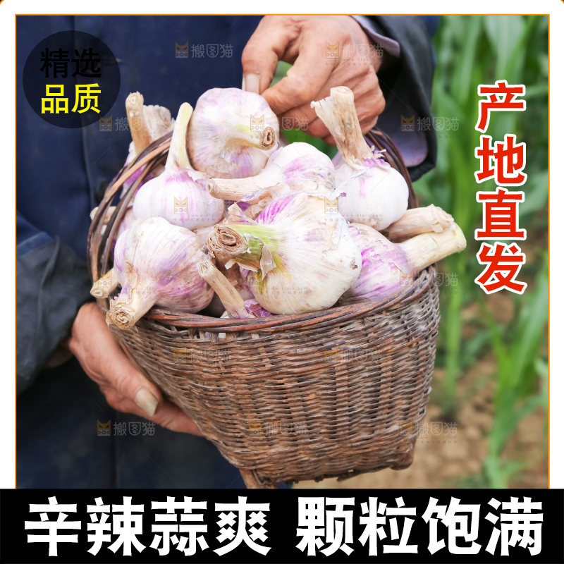 农民正在收大蒜