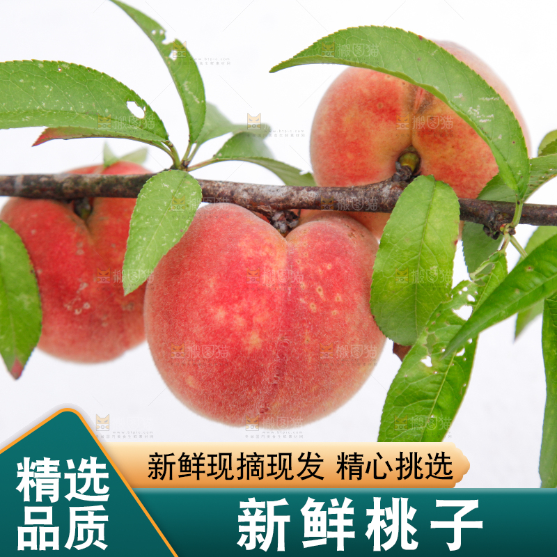 树上挂着桃子