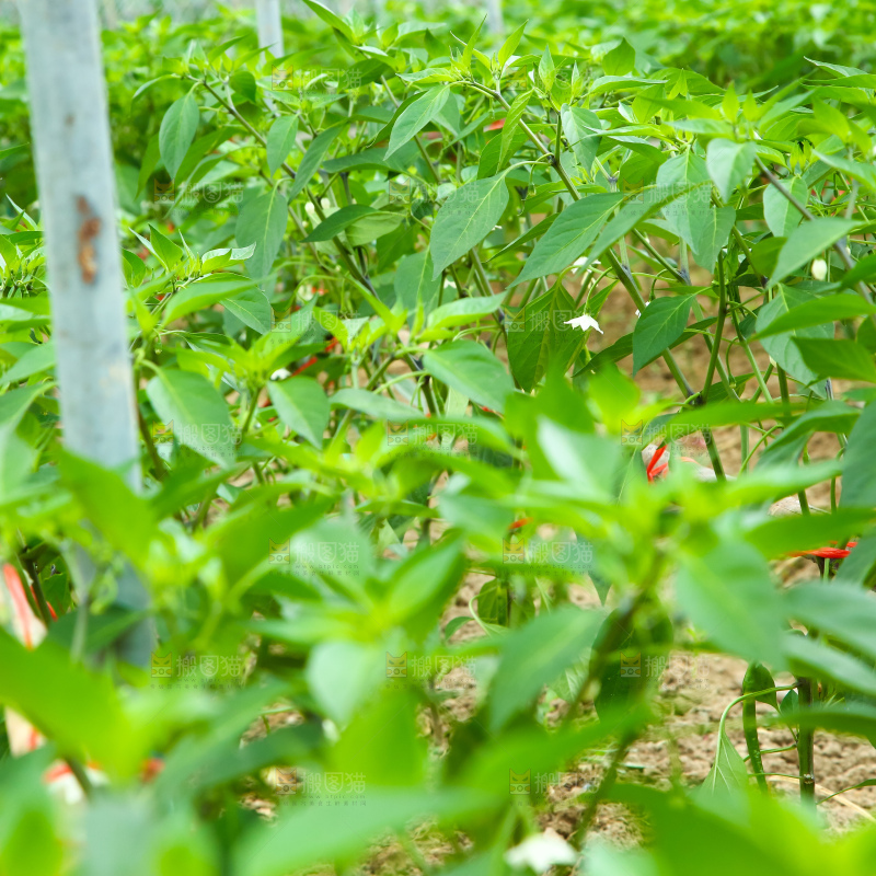 辣椒大棚种植