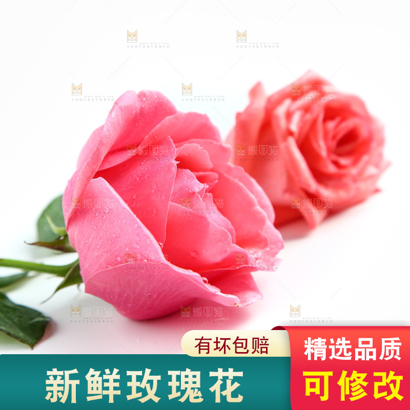 浅底上的玫瑰花