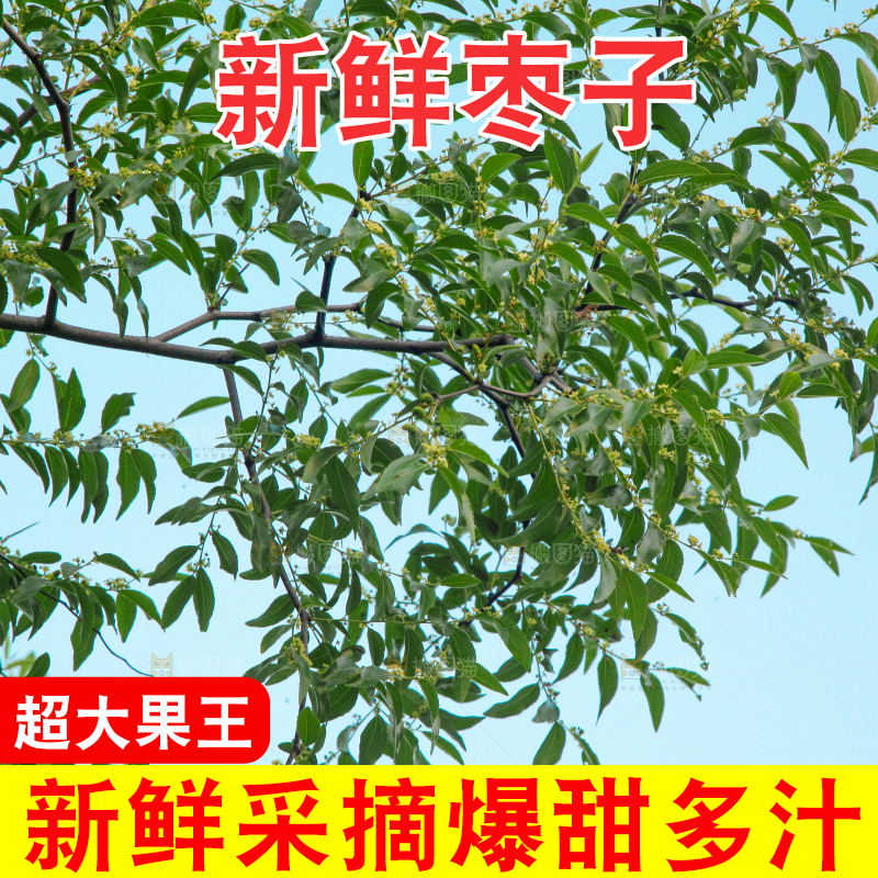 一颗枣子树
