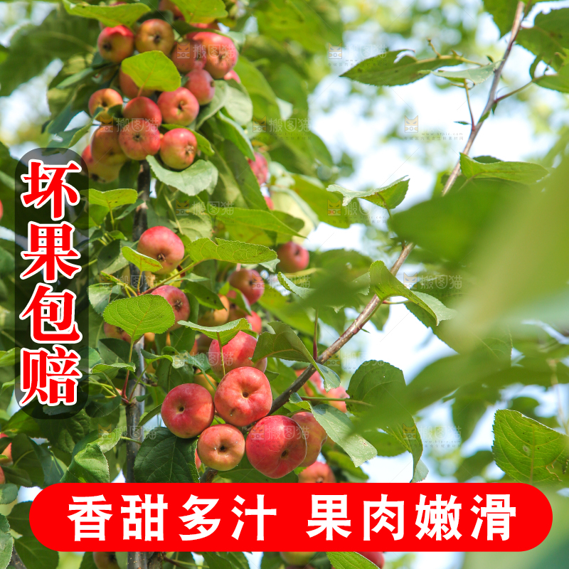 树上挂着海棠果
