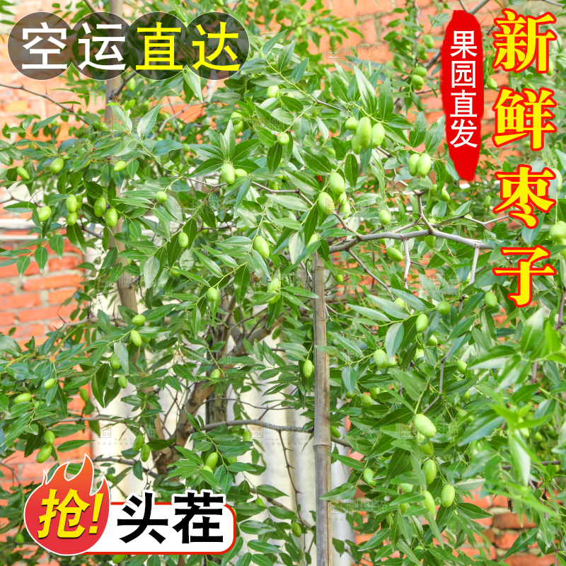 一颗枣子树
