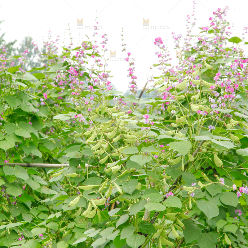 菜园里的扁豆