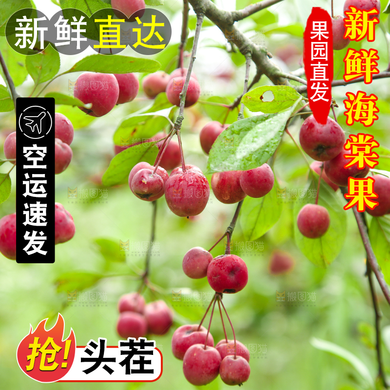 树上挂着海棠果
