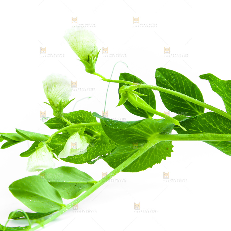白底上的豌豆叶