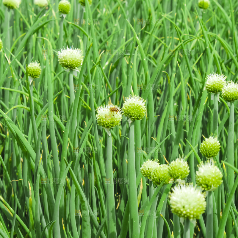 地里的大葱