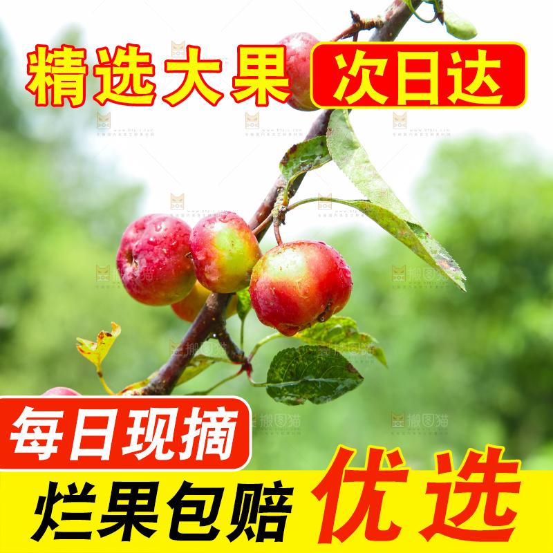 树上挂着海棠果
