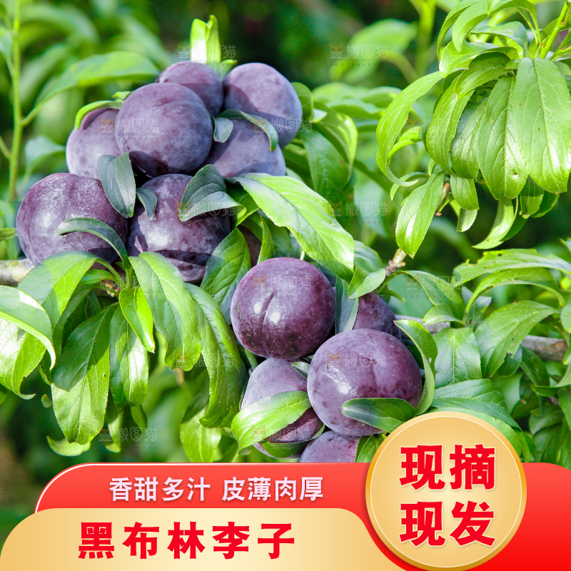 树上挂着黑布李