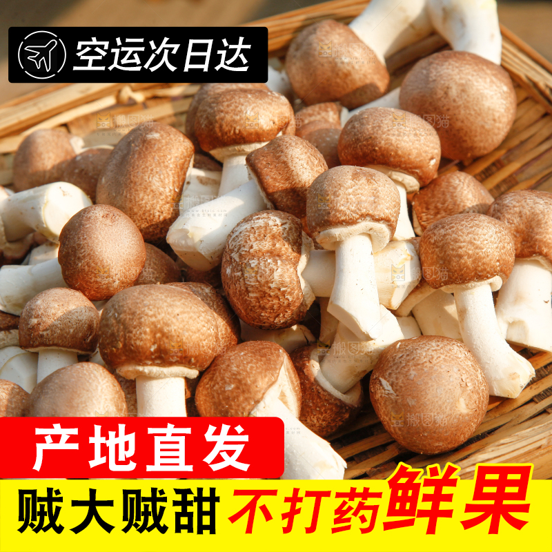 篮子里的小蘑菇