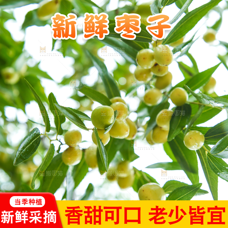 树上的枣子