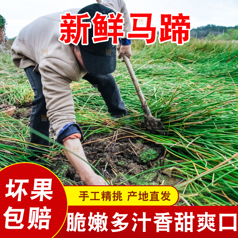 农民正在挖马蹄