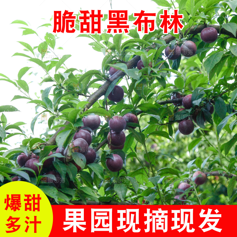 树上挂着黑布李