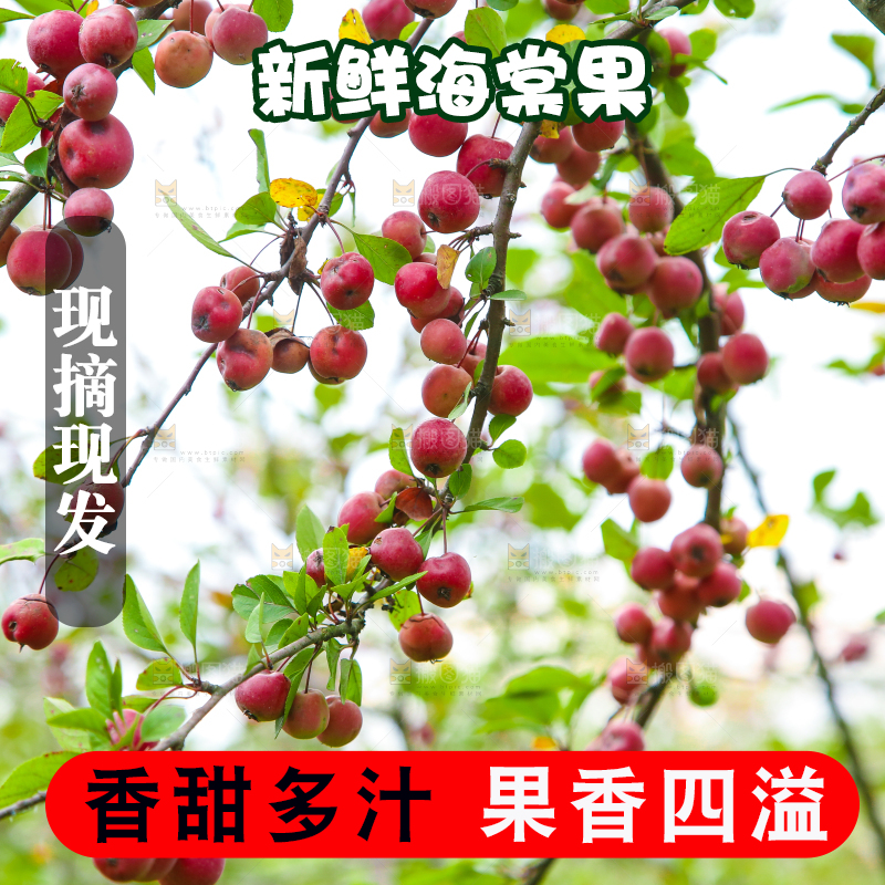 树上挂着海棠果