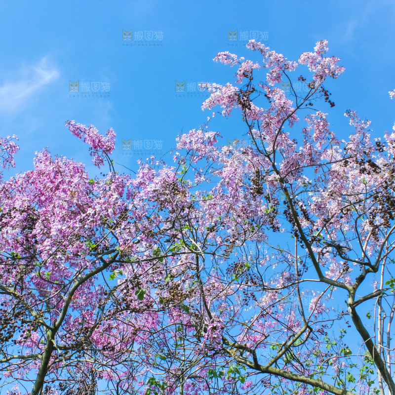 洋槐树上开着花
