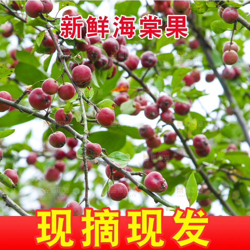 树上挂着海棠果